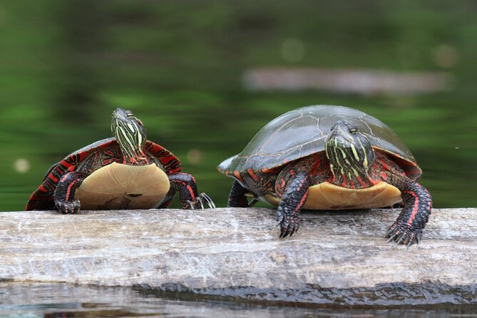 Ottawa: Ecological Reserve Kayak Tour with Turtle Sightings - Grandmaître Ecological Reserve kayaking: what makes it special