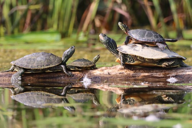 Ottawa: Ecological Reserve Kayak Tour with Turtle Sightings - The gear setup: comfortable kayaks and a dry-bag mindset