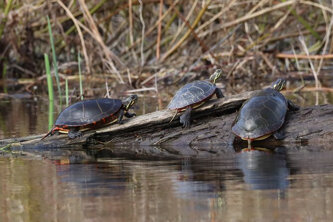 Ottawa: Ecological Reserve Kayak Tour with Turtle Sightings - Wildlife spotting tips: why the turtle conservation talk helps you see more