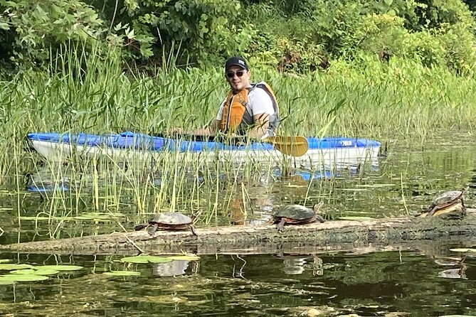 Ottawa: Ecological Reserve Kayak Tour with Turtle Sightings - The flora and fauna exhibit after kayaking: a break for your brain