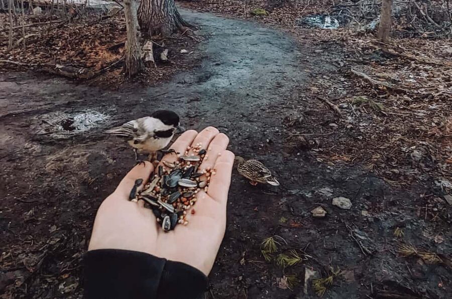Ottawa: Guided Nature Walk & Wildlife Tour with Hotel Pickup - Key highlights and what makes them work