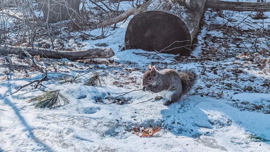 Ottawa: Guided Nature Walk & Wildlife Tour with Hotel Pickup - From hotel pickup to a park that feels far away