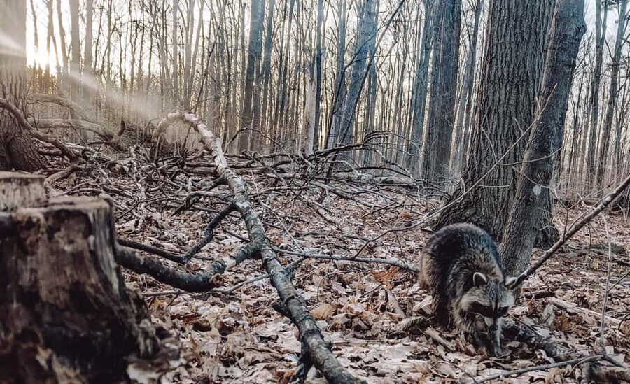 Ottawa: Guided Nature Walk & Wildlife Tour with Hotel Pickup - Vivi Wilds and why the guide makes the walk feel easy