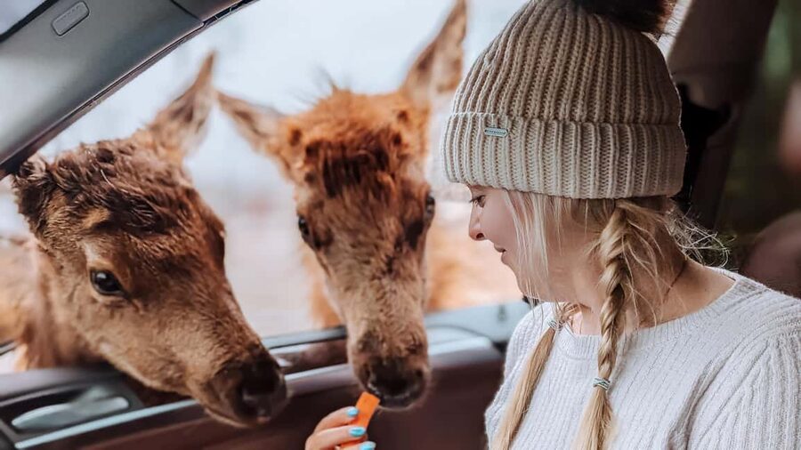 Ottawa: Private Parc Omega Wildlife Safari – Winter Magic - Key things I’d plan around on this Parc Omega winter safari