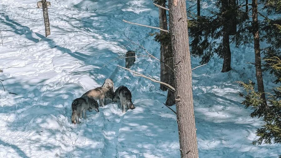 Ottawa: Private Parc Omega Wildlife Safari – Winter Magic - Who this Ottawa Parc Omega winter safari suits best