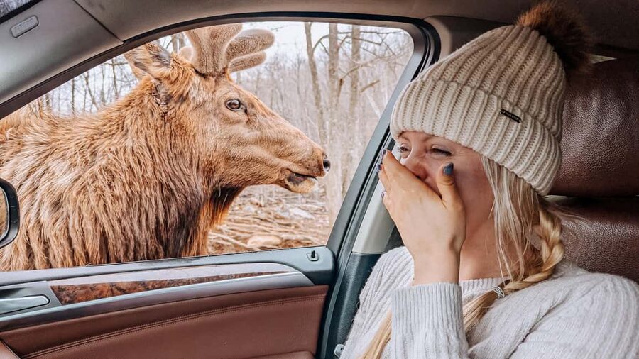 Ottawa: Private Parc Omega Wildlife Safari – Winter Magic - Why winter Parc Omega is a special kind of wildlife day trip