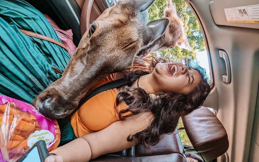 Ottawa: Private Parc Omega Wildlife Safari – Winter Magic - Carrots, deer, and that instant wow moment