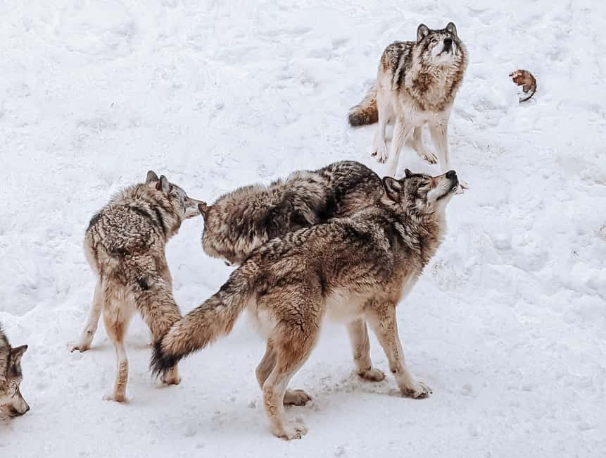 Ottawa: Private Parc Omega Wildlife Safari – Winter Magic - What wildlife you can realistically expect in winter