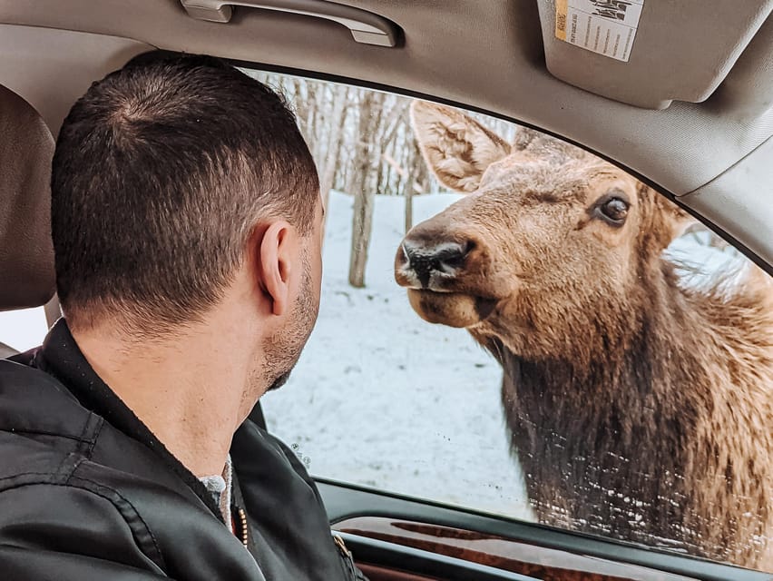 Ottawa: Private Parc Omega Wildlife Safari – Winter Magic - How Vivi Wilds shapes the safari experience