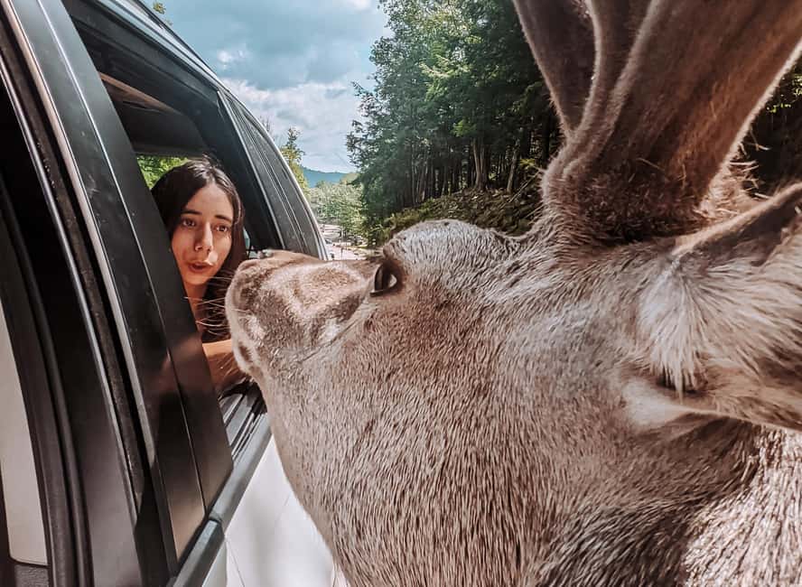 Ottawa: Private Parc Omega Wildlife Safari – Winter Magic - Logistics that actually matter on this winter day