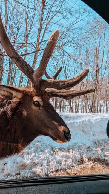 Ottawa: Private Parc Omega Wildlife Safari – Winter Magic - The smooth Ottawa to Parc Omega drive in a luxury SUV