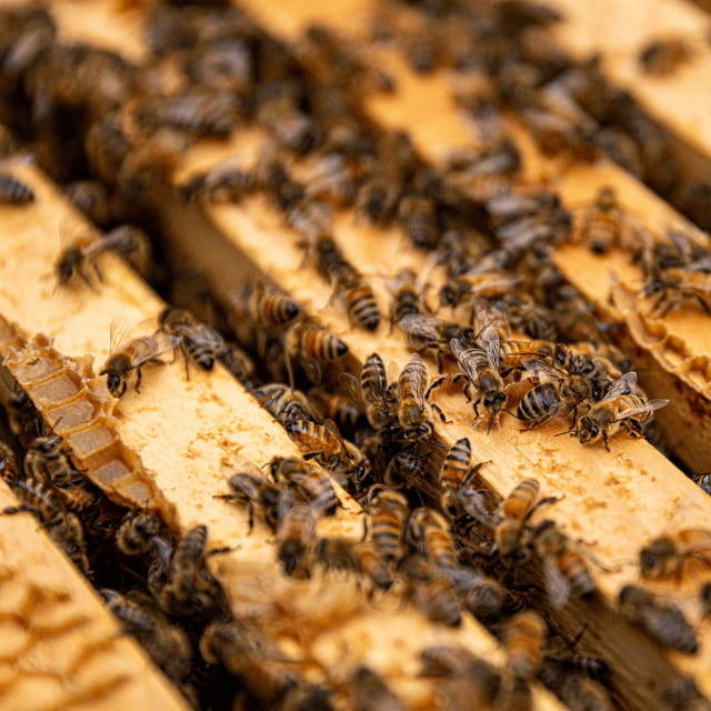 Paradise Valley: Bee Adventure Tour! - Key Highlights You Will Actually Feel