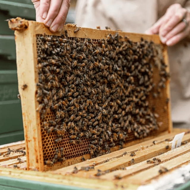 Paradise Valley: Bee Adventure Tour! - Inside the Hive: The Smoker, Hive Tool, and Colony Activity