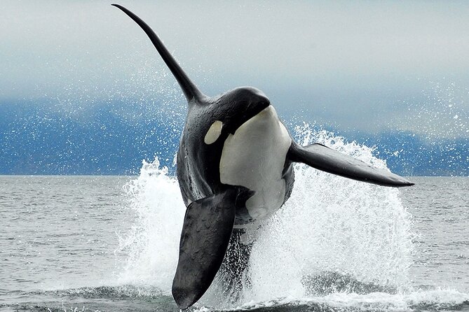 Parksville: Half-Day Whale and Wildlife Adventure - Key things worth knowing before you go