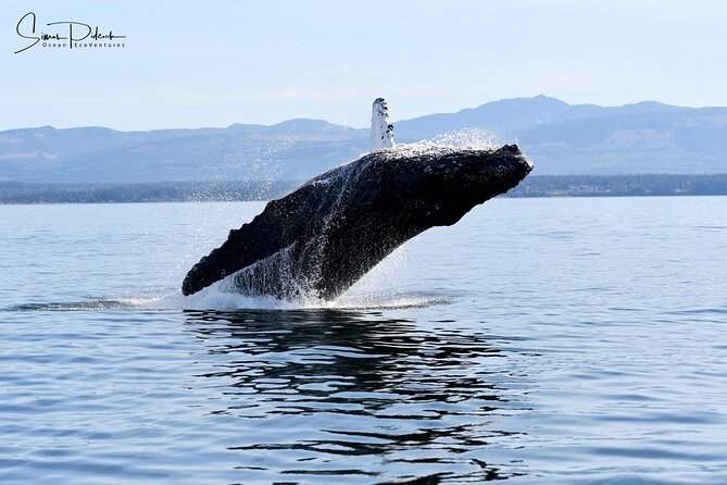 Parksville: Half-Day Whale and Wildlife Adventure - Parksville to the Northern Salish Sea in 210 Minutes