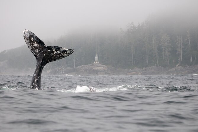 Parksville: Half-Day Whale and Wildlife Adventure - The Ride Experience, Including the Fast Rib-Boat Feel