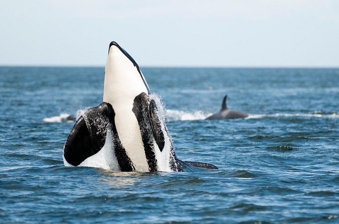 Parksville: Half-Day Whale and Wildlife Adventure - Included vs Not Included, and Where Your Money Goes