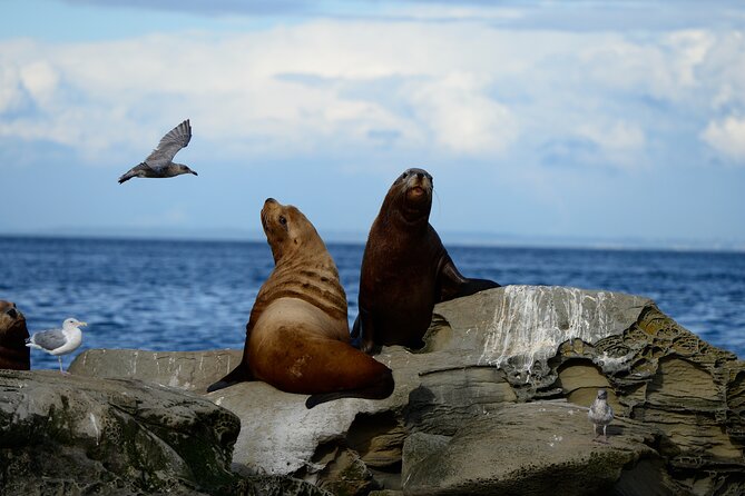 Parksville: Half-Day Whale and Wildlife Adventure - What to Bring for Comfort and Great Chances to Spot Wildlife