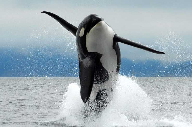 Parksville: Half-Day Whale and Wildlife Adventure - Who This Tour Fits Best, and Who Should Skip It