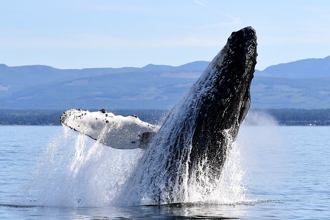 Parksville: Half-Day Whale and Wildlife Adventure - What You’re Actually Looking For, From Orcas to Eagles