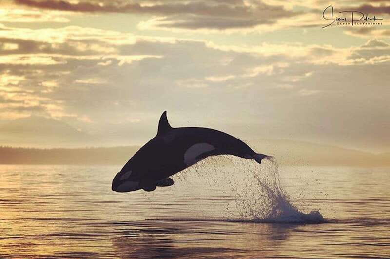 Parksville: Sunset Whale and Wildlife Adventure - Key Things That Make This Sunset Adventure Worth Your Time