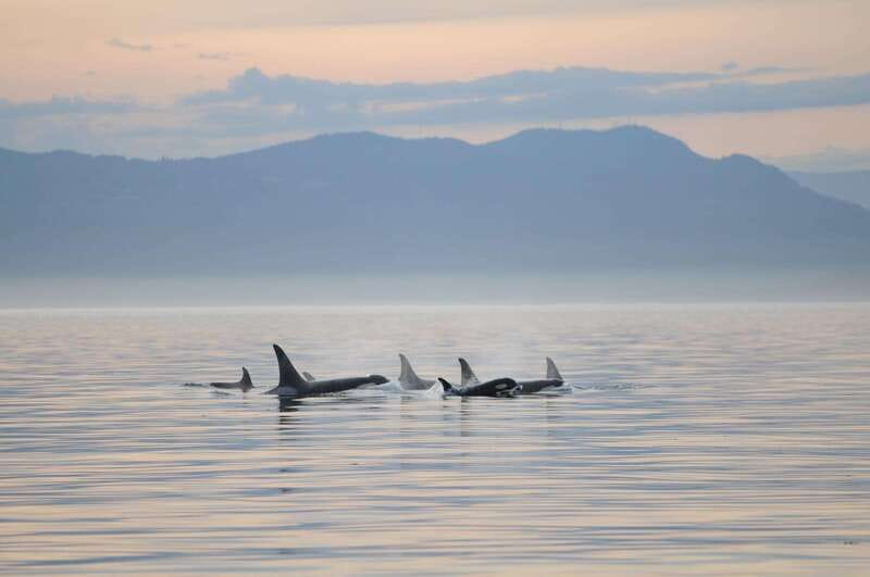 Parksville: Sunset Whale and Wildlife Adventure - Where the Northern Salish Sea Makes the Difference at Sunset
