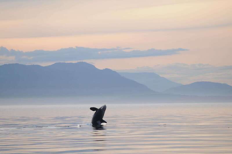 Parksville: Sunset Whale and Wildlife Adventure - What the Guides Actually Do for Your Viewing