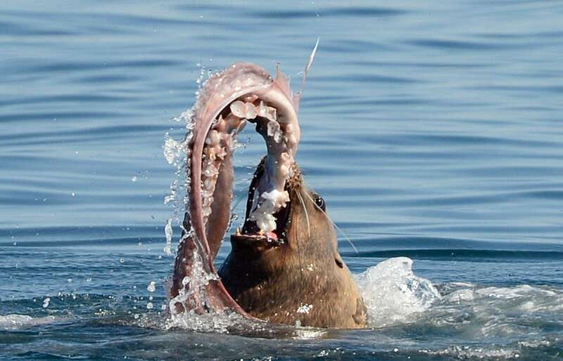Parksville: Sunset Whale and Wildlife Adventure - The Wildlife Hit List: What You’re Most Likely to See