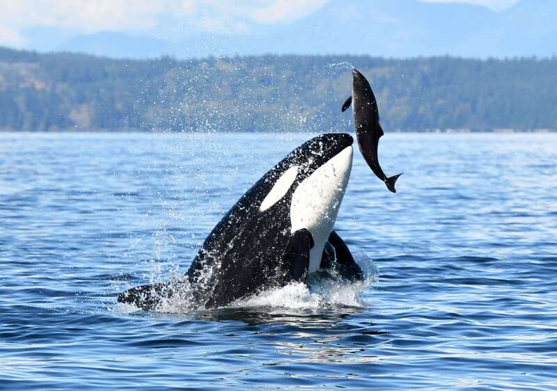 Parksville: Sunset Whale and Wildlife Adventure - Small-Group Size and Why It Feels Better Than Big Tours
