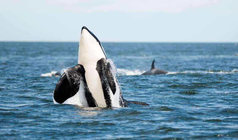 Parksville: Sunset Whale and Wildlife Adventure - Who Should Book This Sunset Whale and Wildlife Adventure
