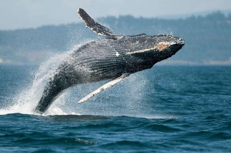 Parksville: Sunset Whale and Wildlife Adventure - Should You Book It? My Decision Shortcut