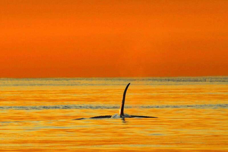 Parksville: Sunset Whale and Wildlife Adventure - Your 3.5-4 Hour Route From 1055 Lee Rd Into Wildlife Country