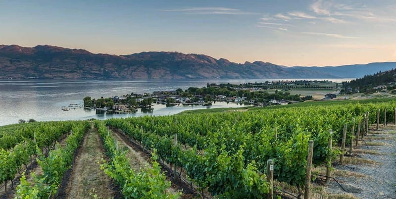 Penticton: Naramata Bench Full Day Guided Wine Tour - Lake Breeze Vineyards: tastings with a view, then lunch at the Farmstead