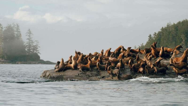 Port Hardy: Sea Otter and Whale Watching - Key Things That Make This Trip Worth Your Time