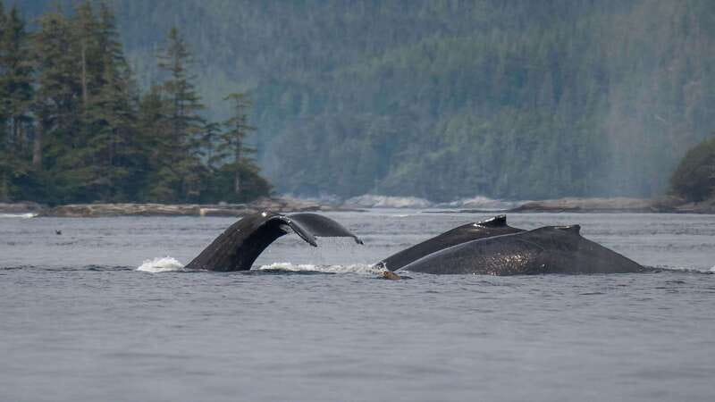 Port Hardy: Sea Otter and Whale Watching - My Booking Verdict: Book It If You Want Real Wildlife Tracking