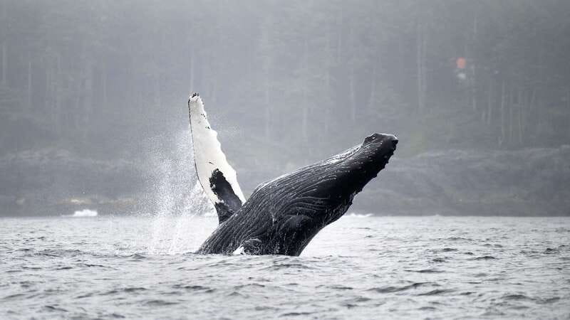 Port Hardy: Sea Otter and Whale Watching - Setting Out From Port Hardy, Fast and Comfortable