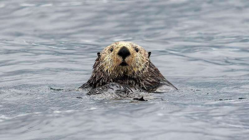 Port Hardy: Sea Otter and Whale Watching - What You’re Looking For: Sea Otters, Whales, and Other Wildlife