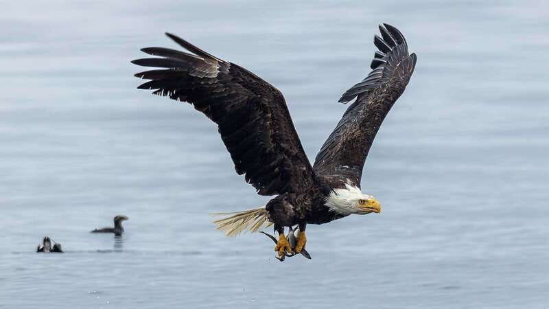 Port Hardy: Sea Otter and Whale Watching - Smooth Sailing, Real Cold, and How to Stay Comfortable