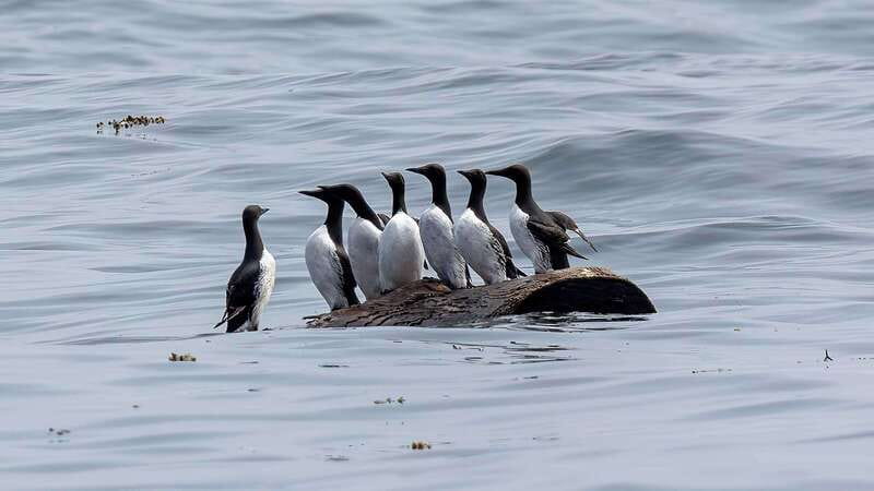 Port Hardy: Sea Otter and Whale Watching - Guides, Indigenous Knowledge, and Watching With Respect