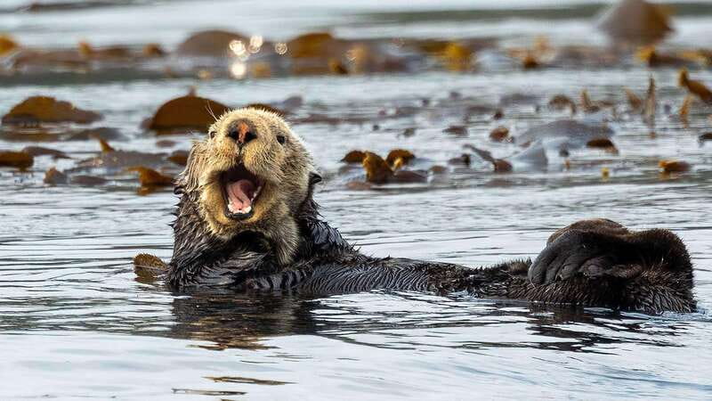 Port Hardy: Sea Otter and Whale Watching - Photography, Binoculars, and Getting the Shots Without Stress