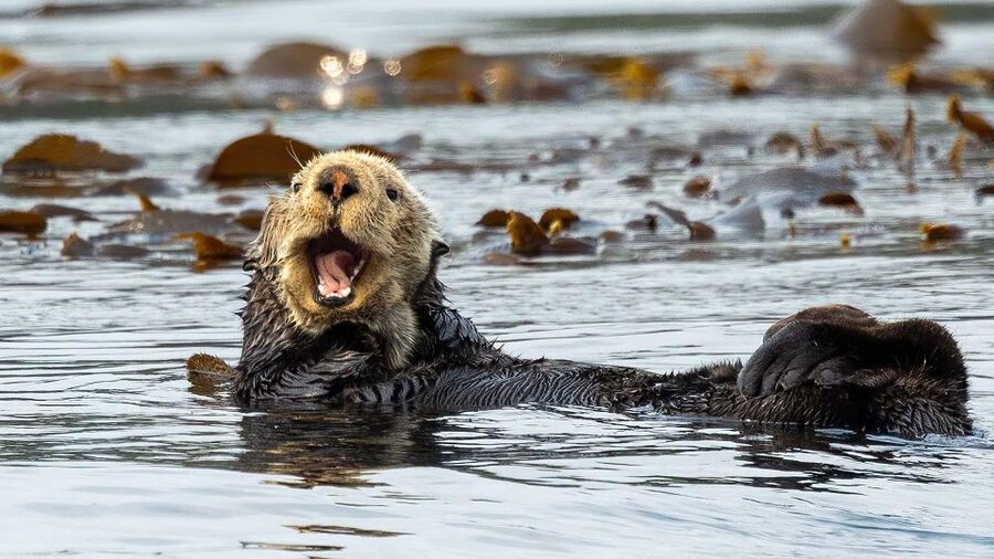Port Hardy: Sea Otter and Whale Watching - Who Should Book This Port Hardy Whale and Sea Otter Trip