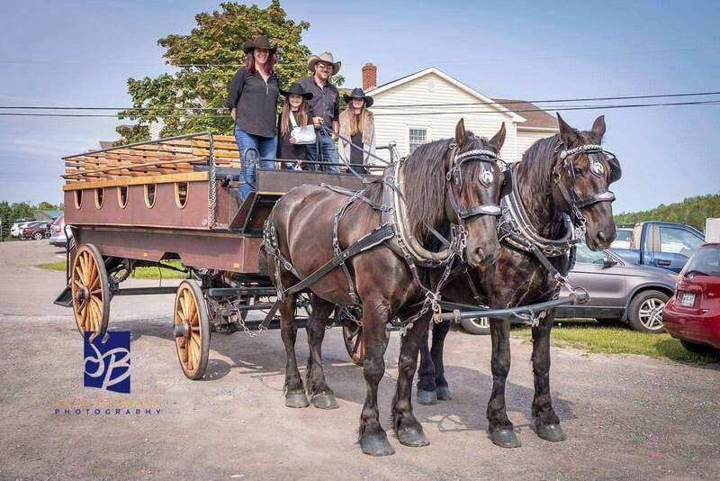 Prince Edward Island: Horse-Drawn Carriage Tour - Why Horse-Drawn in Charlottetown Feels Like the Right Pace