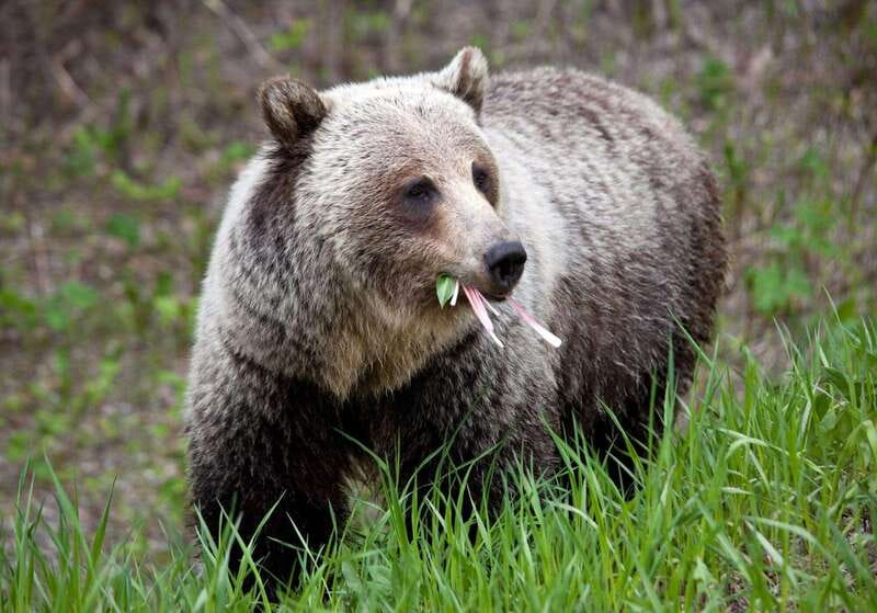 PRIVATE: Bear Country Hiking Tour - 4H Adventure - Quick hits: what makes this Bear Country hike work