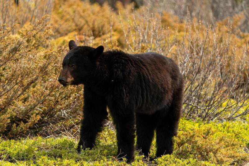PRIVATE: Bear Country Hiking Tour - 4H Adventure - Rocky Mountain hiking in Alberta, with safety built in