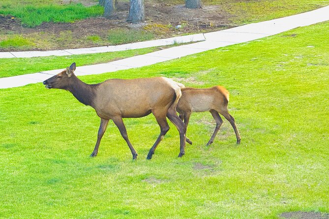 Private tour-Best of Banff: A Signature Journey in the Rocky(3HR) - Stop 6: Bow Falls, power and mist in the heart of town