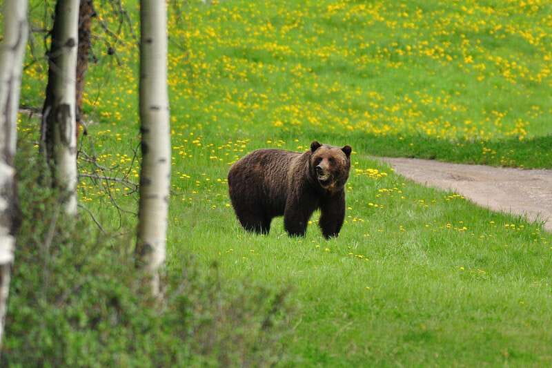 PRIVATE Wilderness and Wildlife Walking Tour - 3hrs - Key things that make this tour work in real life