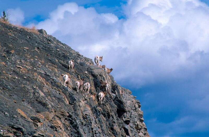 PRIVATE Wilderness and Wildlife Walking Tour - 3hrs - Starting at Canmore: smooth pickup, clear meeting point