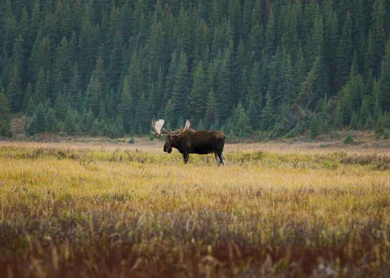 PRIVATE Wilderness and Wildlife Walking Tour - 3hrs - Wildlife spotting reality check: great odds, still unpredictable