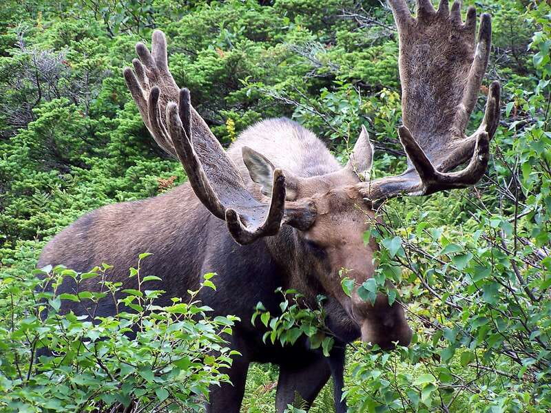 PRIVATE Wilderness and Wildlife Walking Tour - 3hrs - Price and value for a private group up to 6