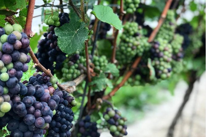 Private Wine & Charcuterie Tour (Customizable) - The timing math: what 4 to 6 hours feels like